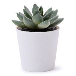 Искусственное растение Blumentag ATF-04 Растение искусственное в кашпо 6 х 8.5 см 1 шт. 01