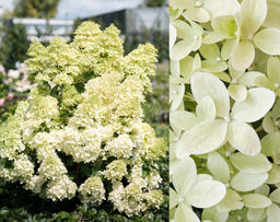 Гортензия метельчатая Magical Lime Sparkle (Мэджикал Лайм Спаркл) - Голландские луковицы фото 2