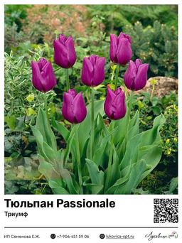 Тюльпан Passionale (Триумф)