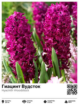 Гиацинт Вудсток