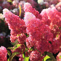 Гортензия метельчатая "Fraise Melba" ("Фрайз мельба") 2х-лет