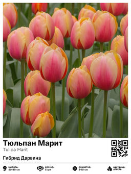 Тюльпан Marit (Гибрид Дарвина) - Голландские луковицы фото 2