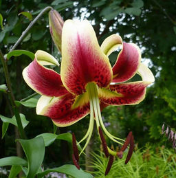 ЛИЛИЯ Шехерезада Разбор 12/14 Кол-во упак., шт 5