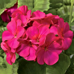 Пеларгония Маверик Виолет, горшок С3