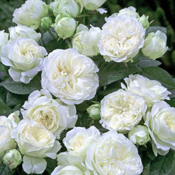 Роза Винтэр Лодж (Шраб) 1шт