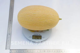 Дыня Багира - Партнер фото 7