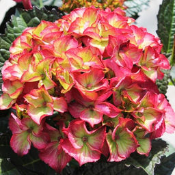 Гортензия крупнолистная Дарк Энджел