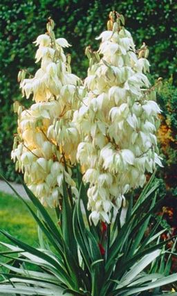 Юкка НИТЧАТАЯ Можно как горшечную культуру!