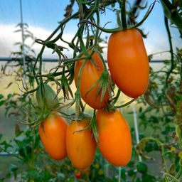 Томат КАНДИНСКИЙ коллекция Татьяны Штайнерт Авторская селекция - Уральский дачник фото 3