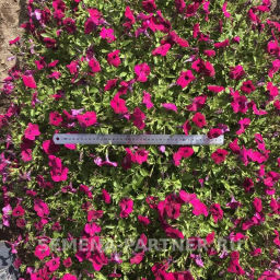 Петуния Амбре Габриэла каскадная фиолетовая - Партнер фото 3