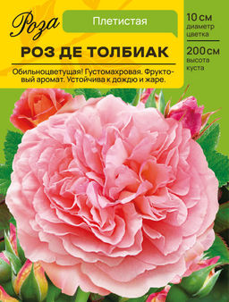 Роза Роз де Толбиак (Плетистая) С ЦВ.НАКЛЕЙКОЙ 1шт
