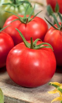 Томат ЯБЛОЧНЫЙ Соблазнительный вкус и восхитительный вид! Великолепная урожайность!