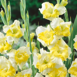 Гладиолус Buggy - Голландские луковицы фото 3