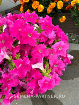 Петуния Кашарель Пинк Санрайз крупноцветковая компактная - Партнер фото 4