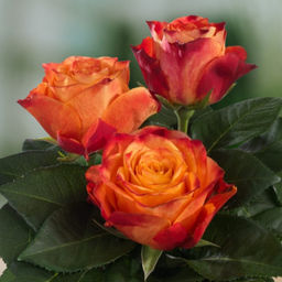 Роза Атомик