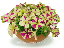 Петуния Софистика Лайм Биколор кустовая крупноцветковая - Партнер фото 5