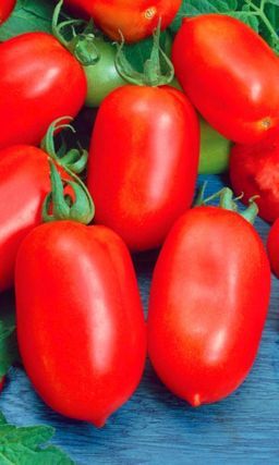 Томат ЗАСОЛОЧНЫЙ РУССКИЙ ДЕЛИКАТЕС Скороспелый! Сверхурожайный! Невероятно вкусный и ароматный!