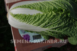 Капуста пекинская Гидра - Партнер фото 6