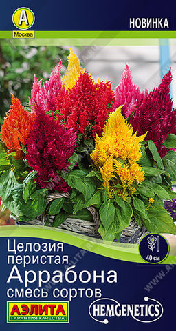 Целозия перистая Аррабона, смесь сортов