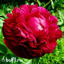 Пион Henry Bockstoce - Bufl фото 3