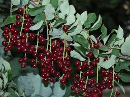 Черемуха Виргинская (15-20см)