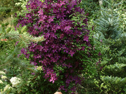 Клематис Ниобе - Долина роз фото 2