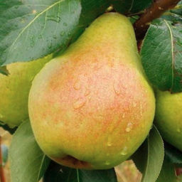 Груша Москвичка (саженец с этикеткой) 1шт