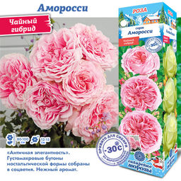 Роза Аморосси (Чайно-гибридная) 1шт