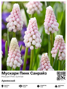 Мускари Пинк Санрайз (Армянский)