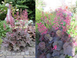 Гейхера Кассис - Долина роз фото 3