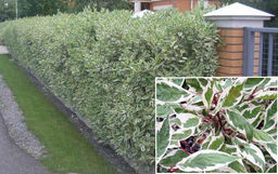 дерен пестролистный 10-15см - 1000корней фото 3