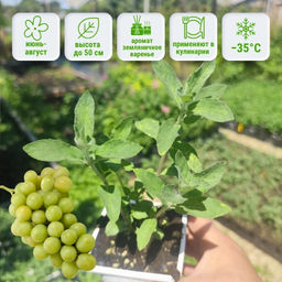 Мята Белый виноград