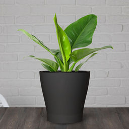 Горшок для цветов пластмассовый "Лея" 3,6л, д19см, h18,5см, со вставкой, с автополивом, графитовый (Россия)