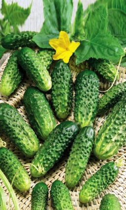 Огурец КУДЕСНИК