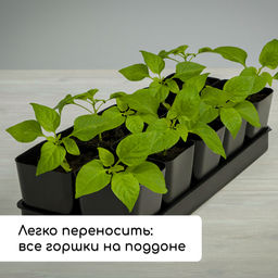 Набор для рассады: стаканы по 500 мл (10 шт.), поддон 40×19.5 см, МИКС, Greengo