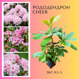 Рододендрон Cheer (Чир) - Долина роз фото 6