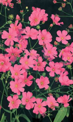 Гипсофила изящная РОЗОВОЕ ОБЛАКО