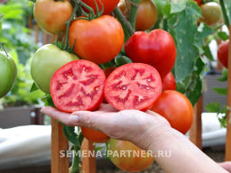 Томат Монополия - Партнер фото 3