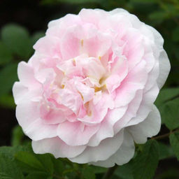 Роза парковая Мартин Фробишер