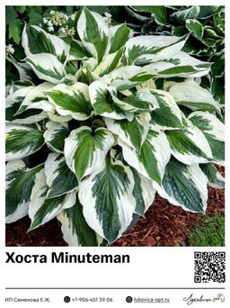 Хоста Minuteman