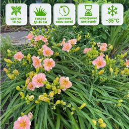 Лилейник Блумфинити Блашинг Блюбелл