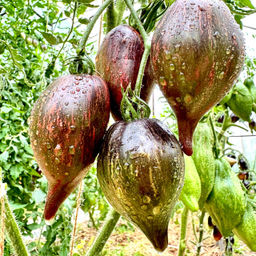 Салют Виктория НОВИНКА 2025 года!