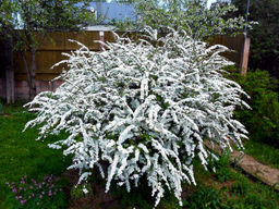 Спирея серая Грефшейм - Долина роз фото 4