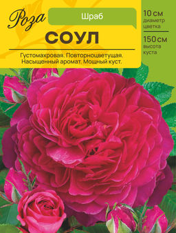 Роза Соул (Шраб) С ЦВ.НАКЛЕЙКОЙ 1шт