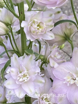 Дельфиниум Мини Стар - Партнер фото 4