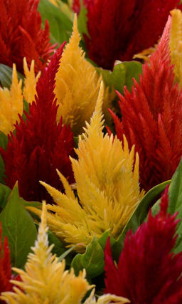 Целозия ЯРКИЕ ФАКЕЛА