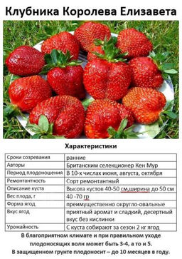 Клубника Королева Елизавета