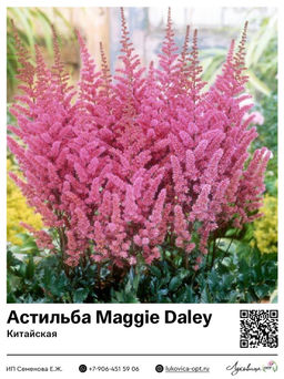 Астильба Maggie Daley (Китайская)