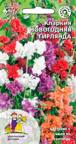 Кларкия изящная НОВОГОДНЯЯ ГИРЛЯНДА