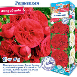 Роза Роткепхен (Флорибунда) 1шт